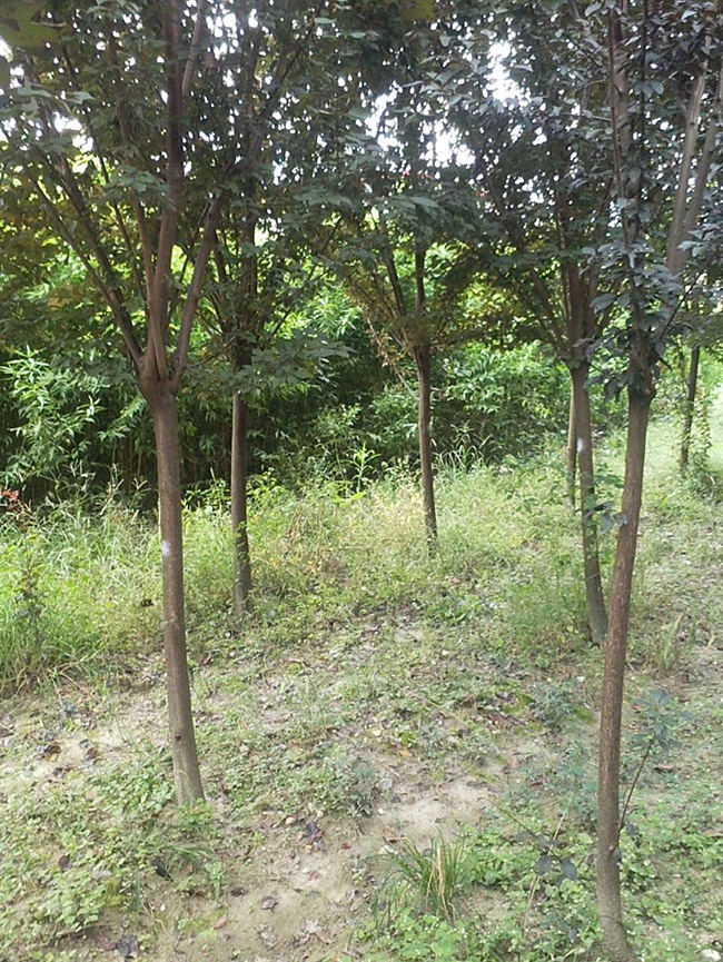 紫叶李