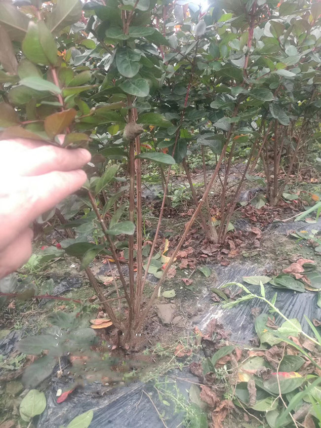 <a href='https://www.lvbad.com/dibeiguanmu/9021.html' target='_blank'>丛生紫薇</a>
