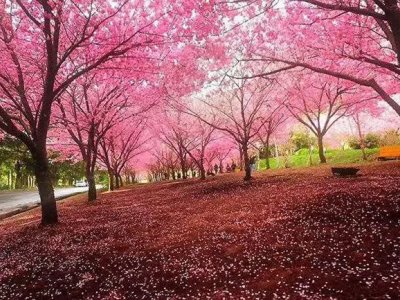 日本樱花