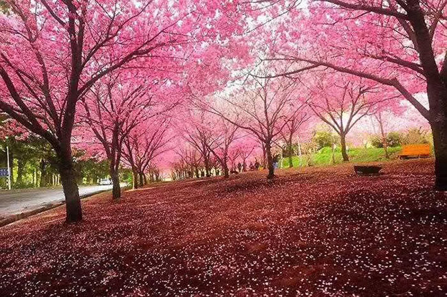 日本<a href='https://www.lvbad.com/linmuzhongzi/1777.html' target='_blank'>樱花</a>