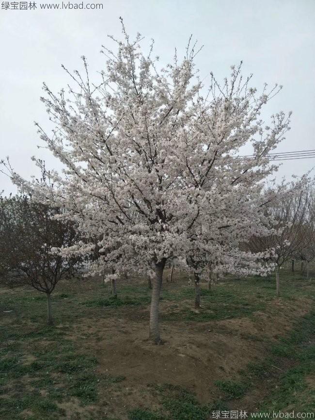 <a href='https://www.lvbad.com/xiaoqiaomu/3536.html' target='_blank'>日本樱花</a>