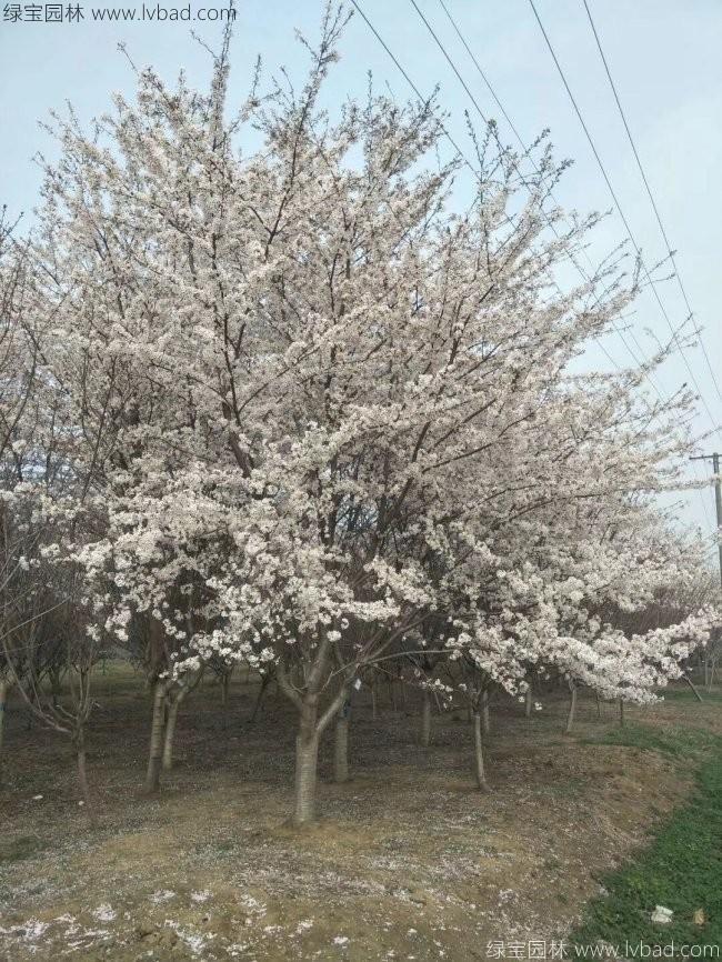 日本<a href='https://www.lvbad.com/linmuzhongzi/1777.html' target='_blank'>樱花</a>