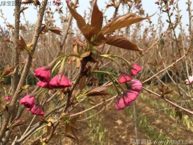 日本樱花