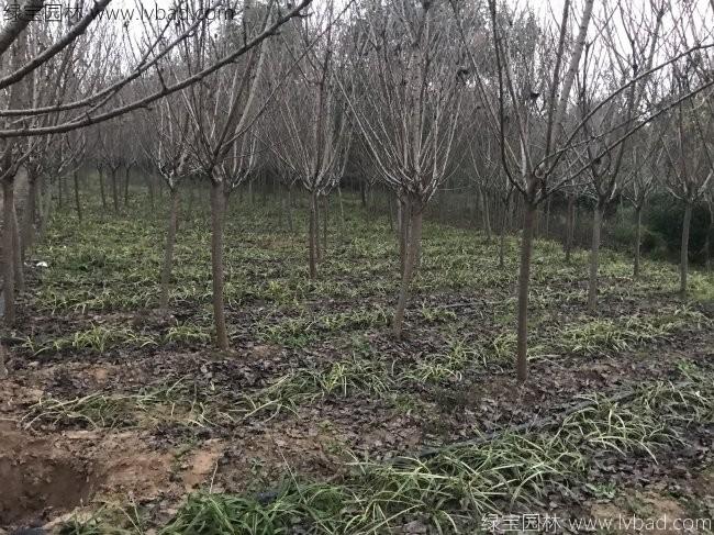 日本樱花