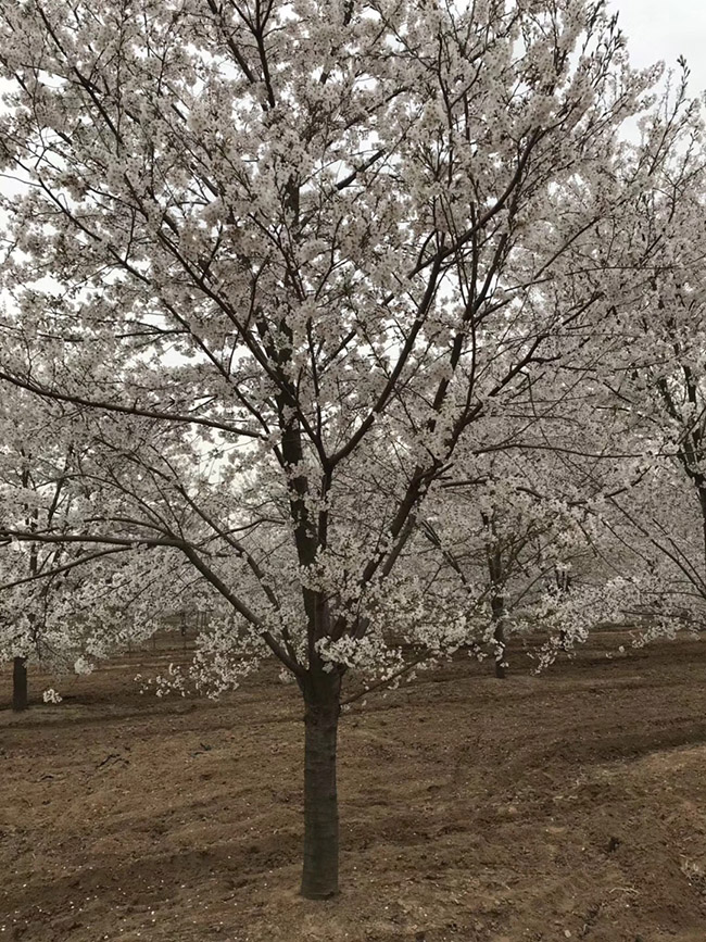 日本樱花