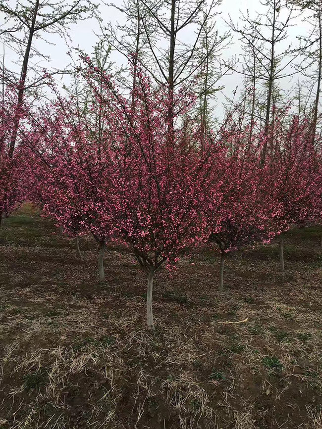 垂丝<a href='https://www.lvbad.com/linmuzhongzi/1766.html' target='_blank'>海棠</a>