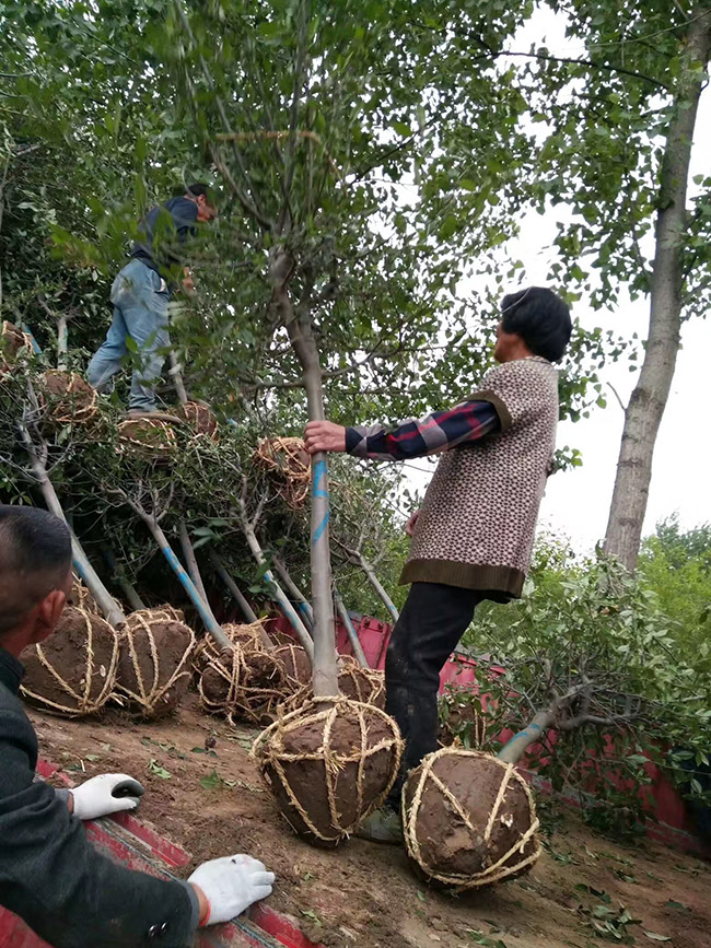 垂丝海棠