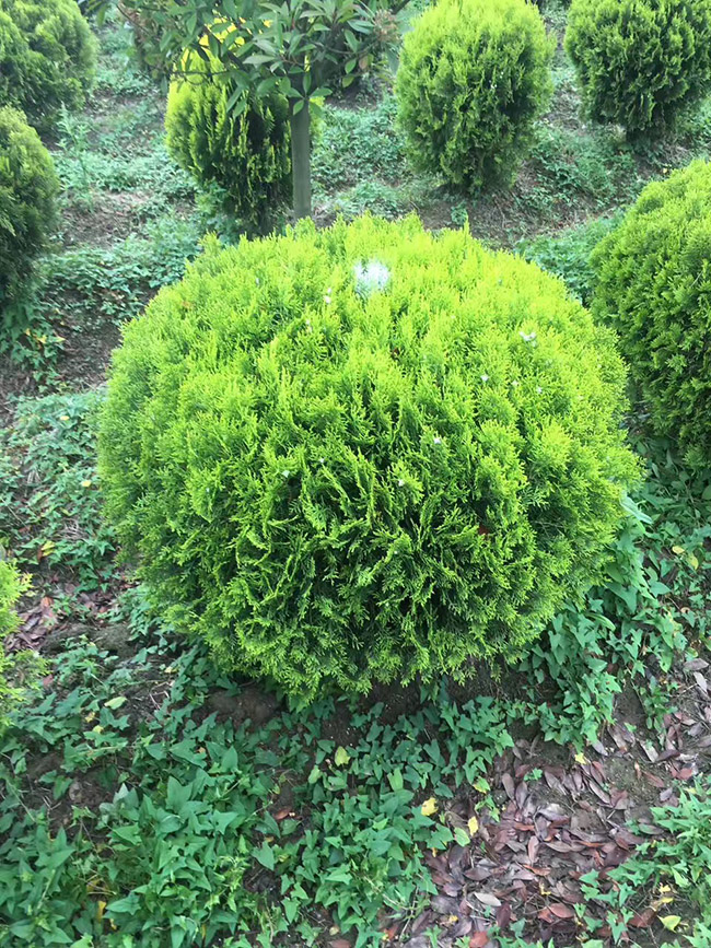 洒金柏球