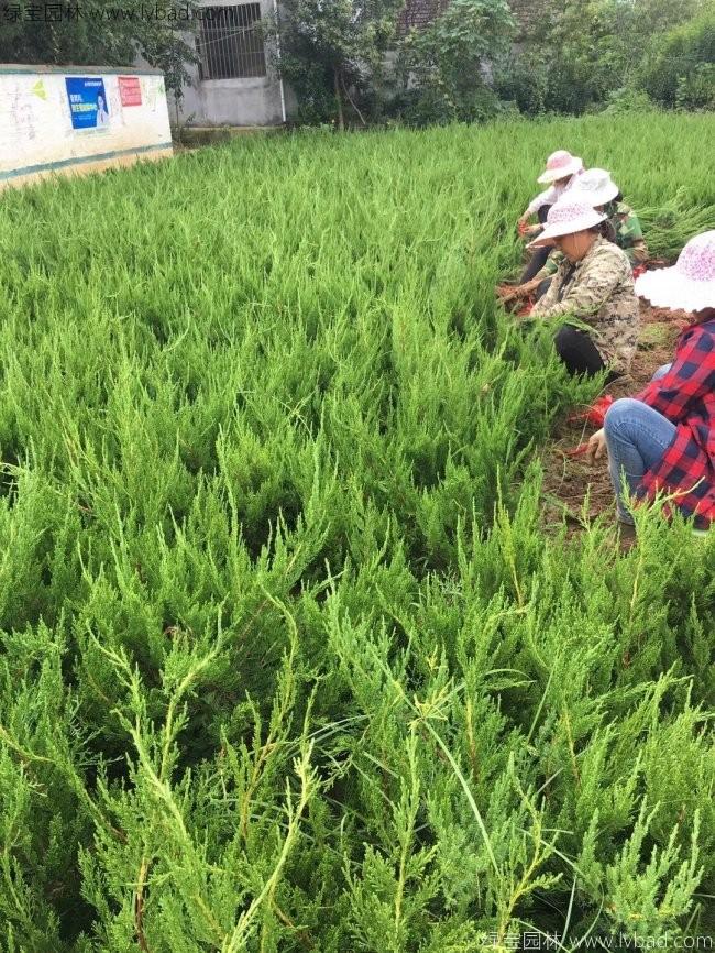 小龙柏