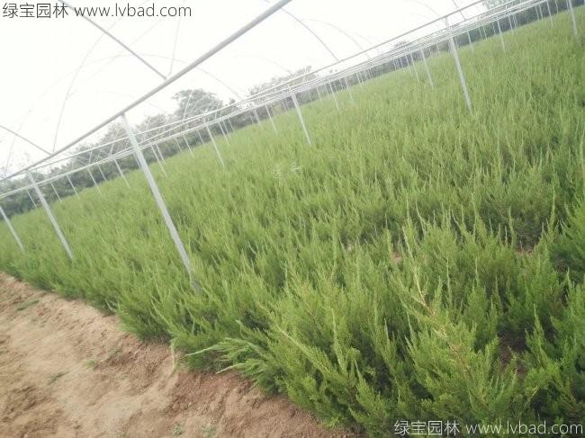 小龙柏