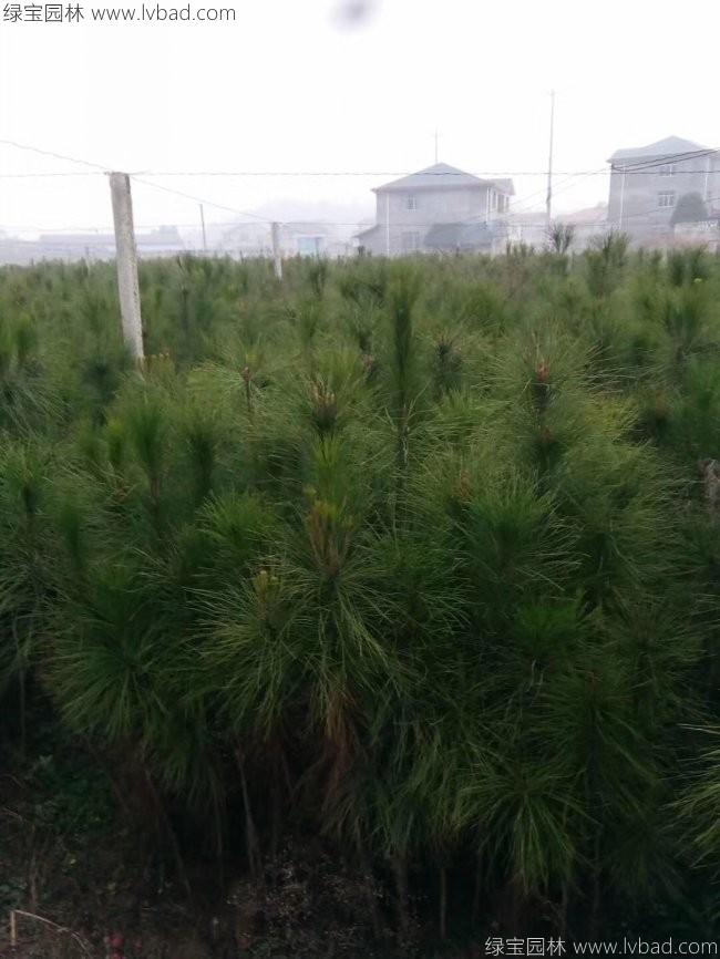 马尾松