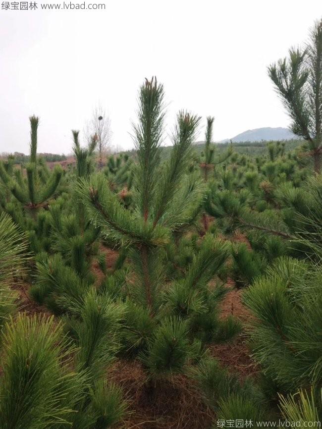 马尾松