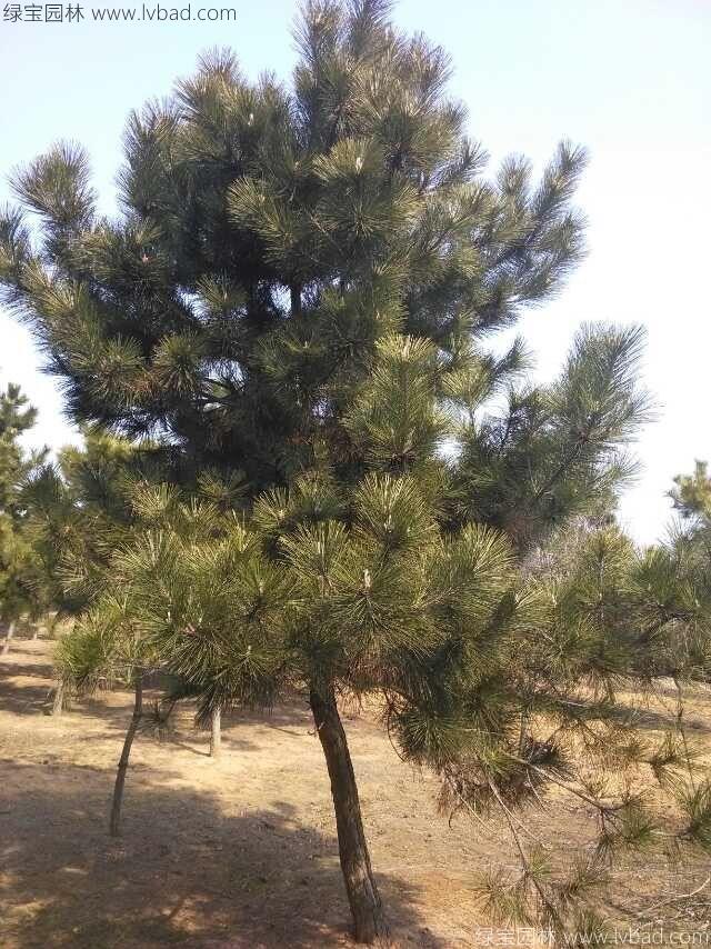 马尾松
