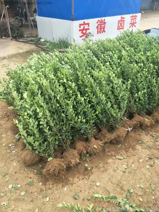 卫矛球