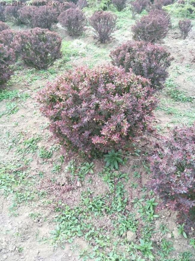 红叶小檗球