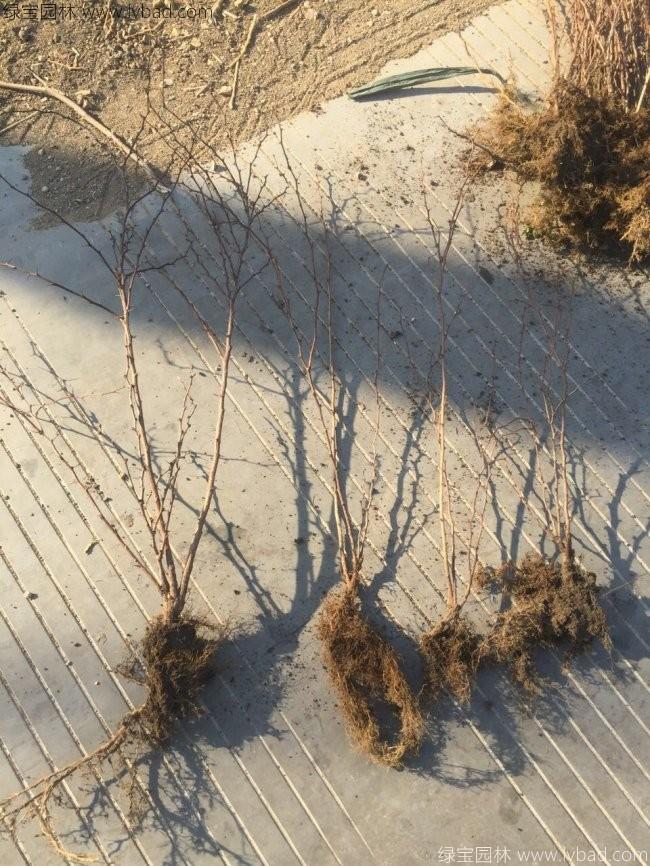 红叶小檗