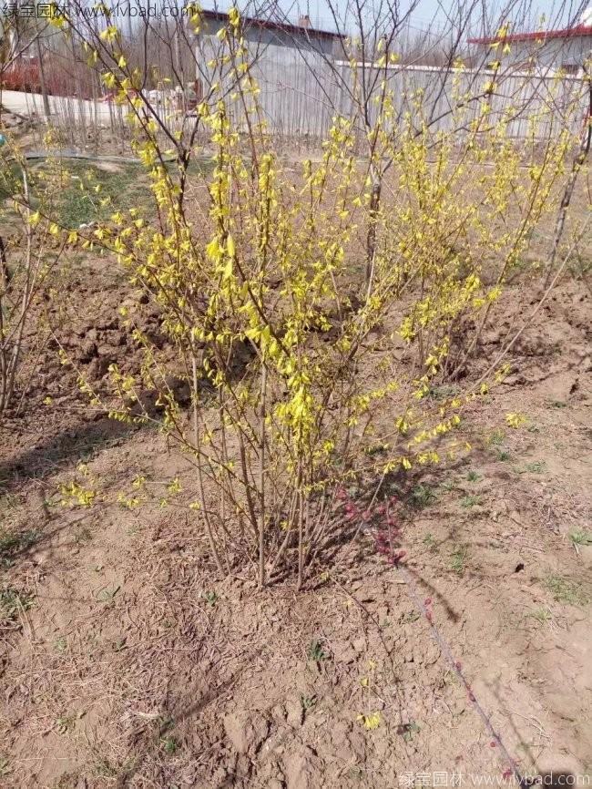 <a href='https://www.lvbad.com/qiuleizhiwu/3496.html' target='_blank'>连翘球</a>