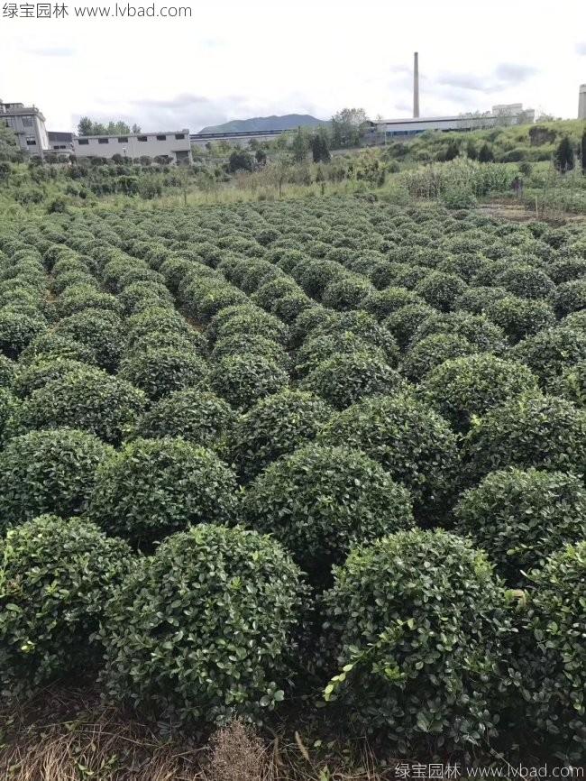 枸骨球