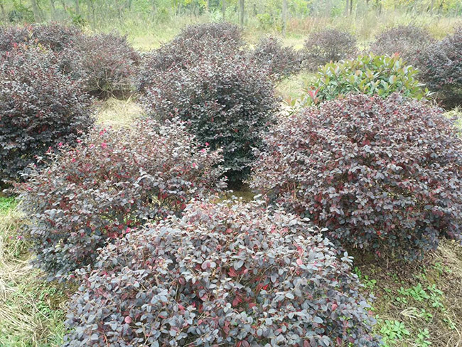 <a href='https://www.lvbad.com/yaocaizhongzi/2335.html' target='_blank'>红花</a>继木球