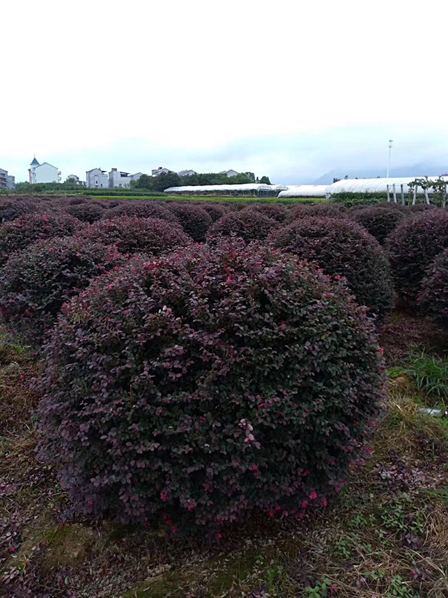 <a href='https://www.lvbad.com/yaocaizhongzi/2335.html' target='_blank'>红花</a>继木球
