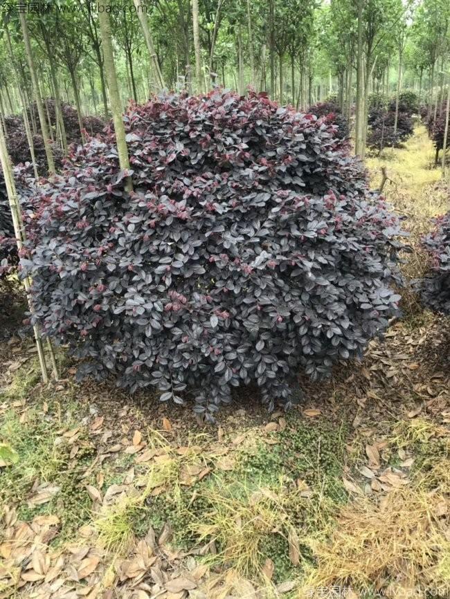 红花继木球