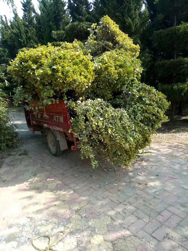 金边黄杨球