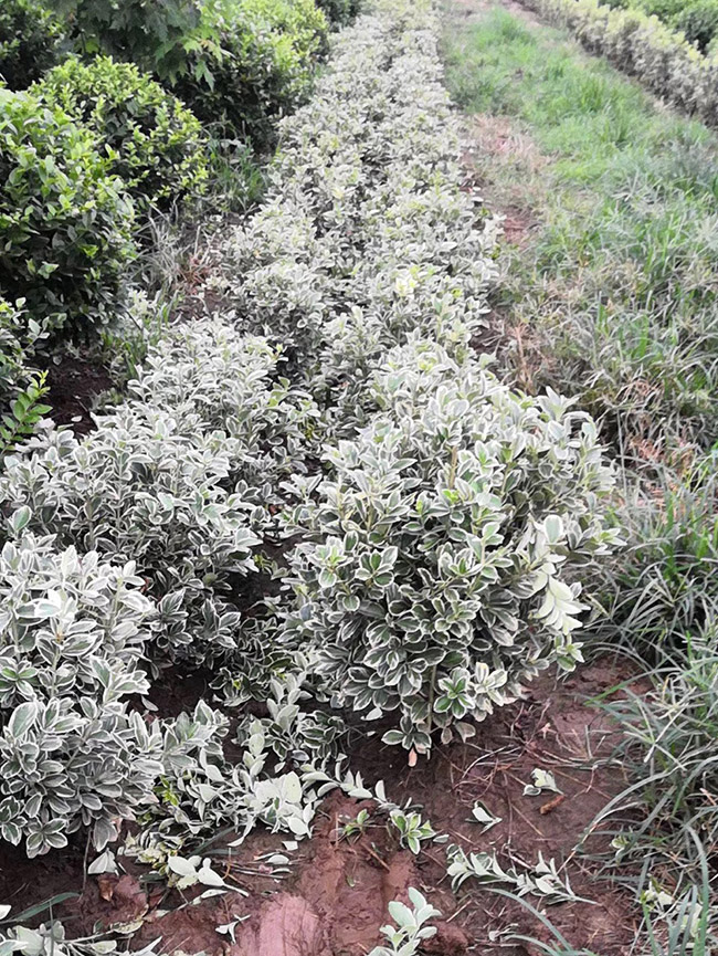 金边黄杨球