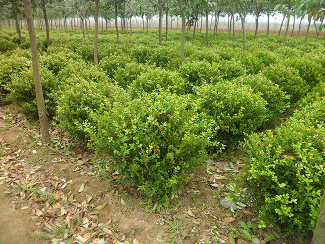 <a href='https://www.lvbad.com/linmuzhongzi/1764.html' target='_blank'>小叶黄杨</a>球