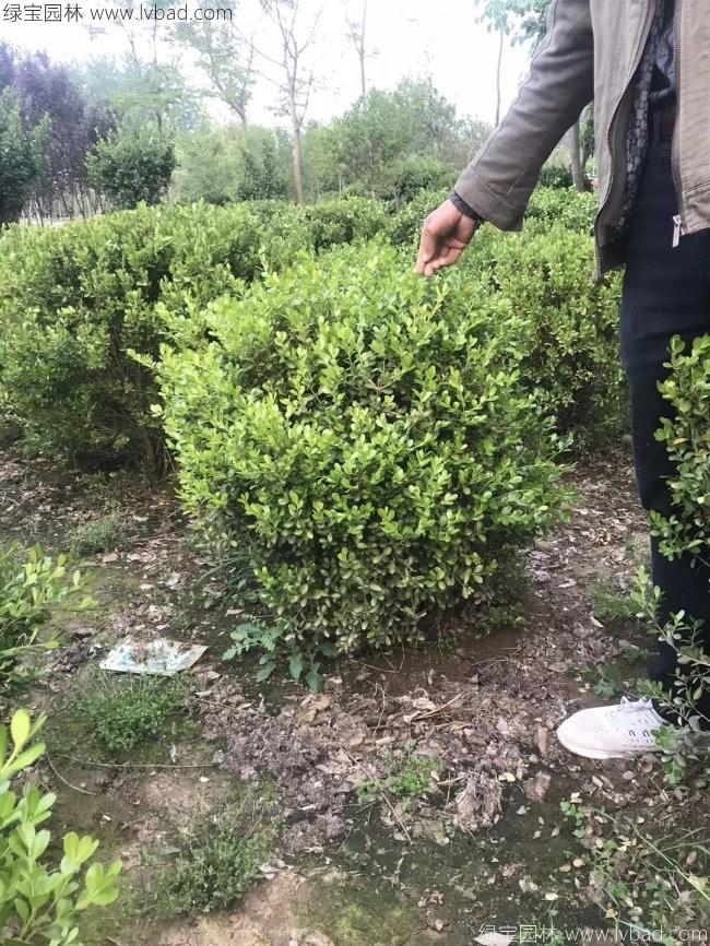 小叶黄杨球