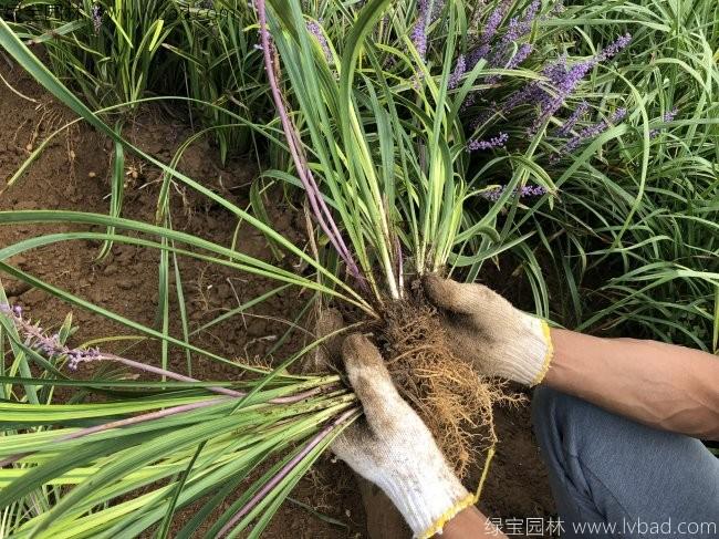 金边沿阶草