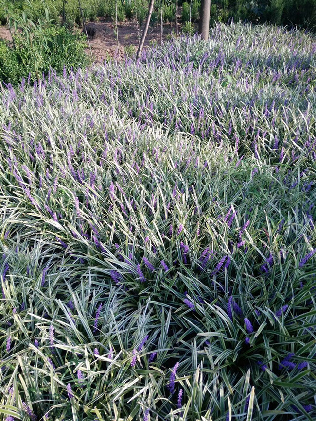 银边沿阶草