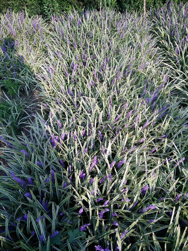 银边沿阶草