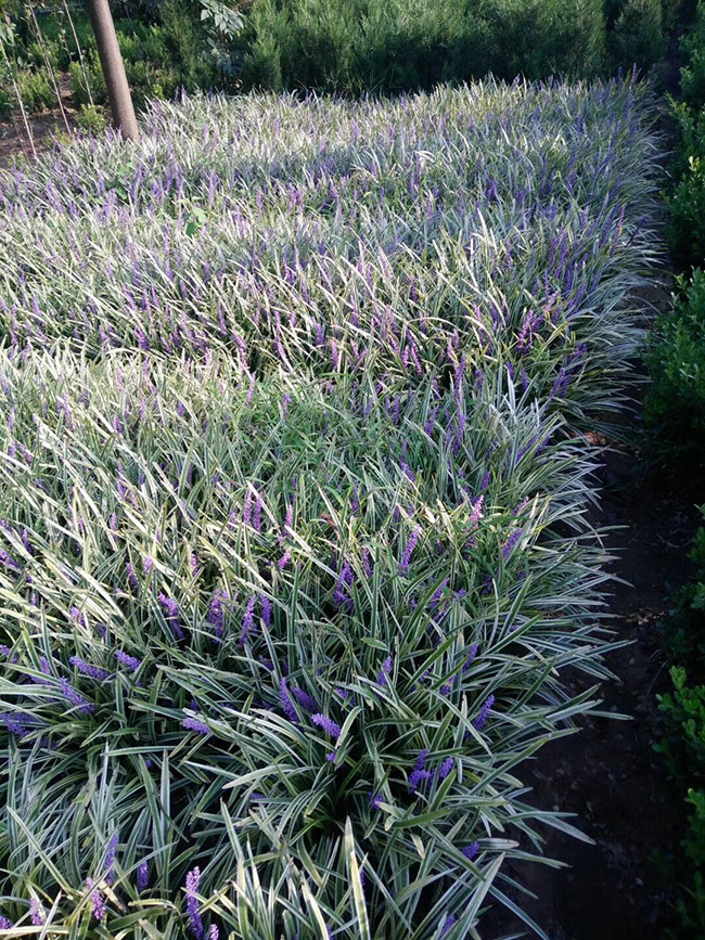 银边沿阶草