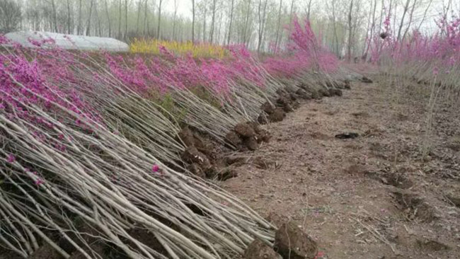 紫荆花