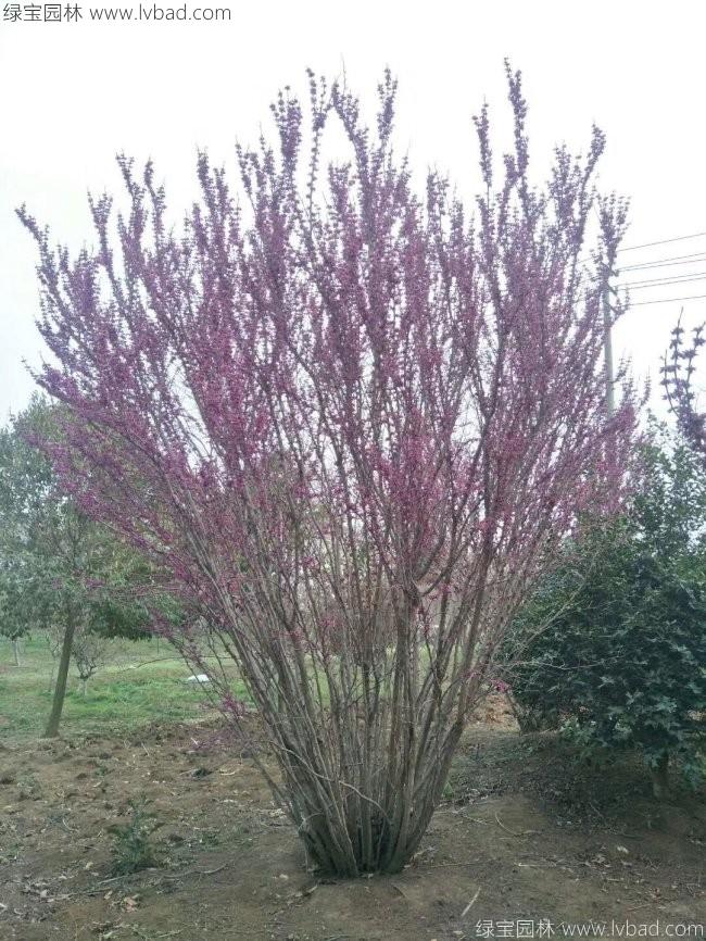 紫荆花