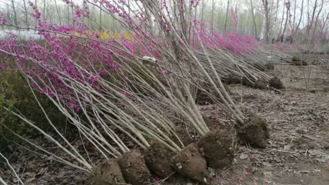 紫荆花