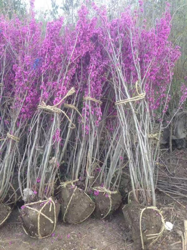 紫荆花