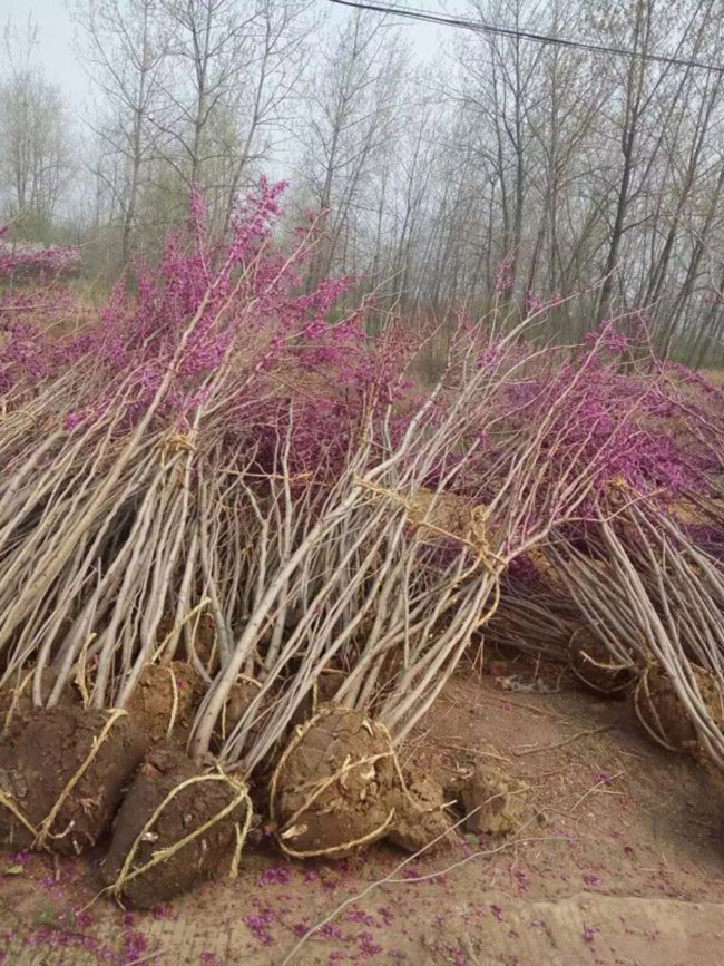 紫荆花