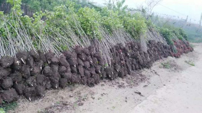 紫荆花