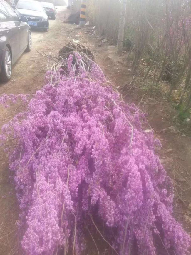 紫荆花