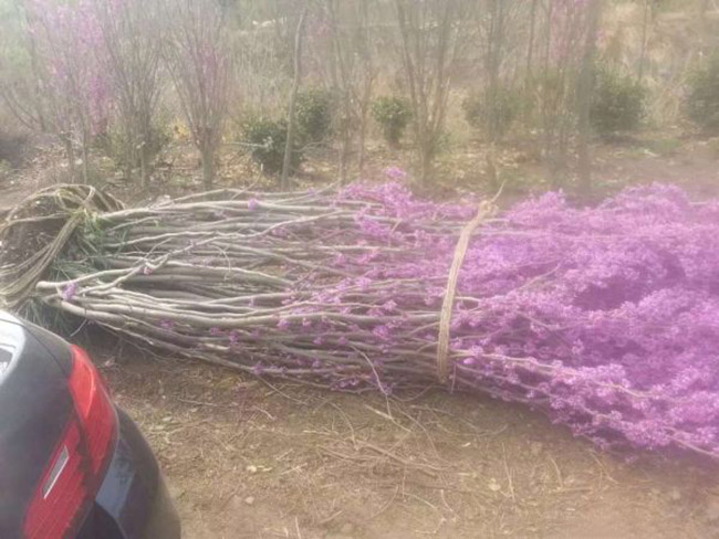 紫荆花