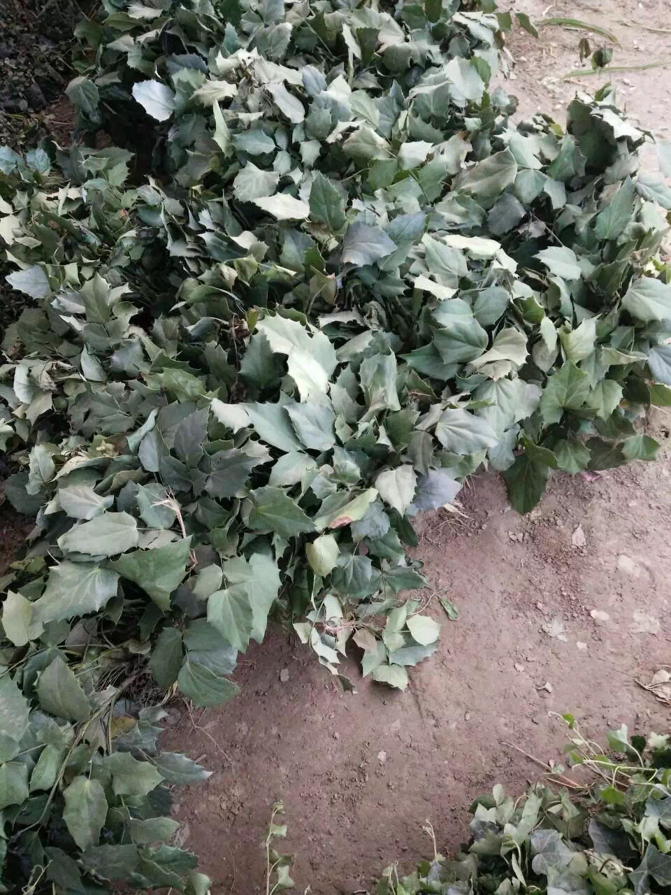 十大功劳
