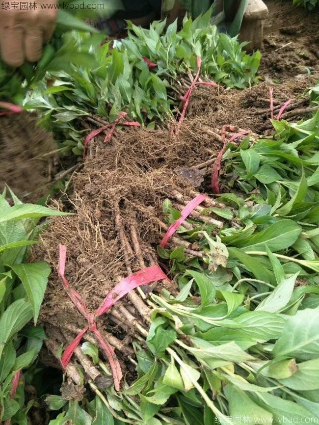 红王子锦带