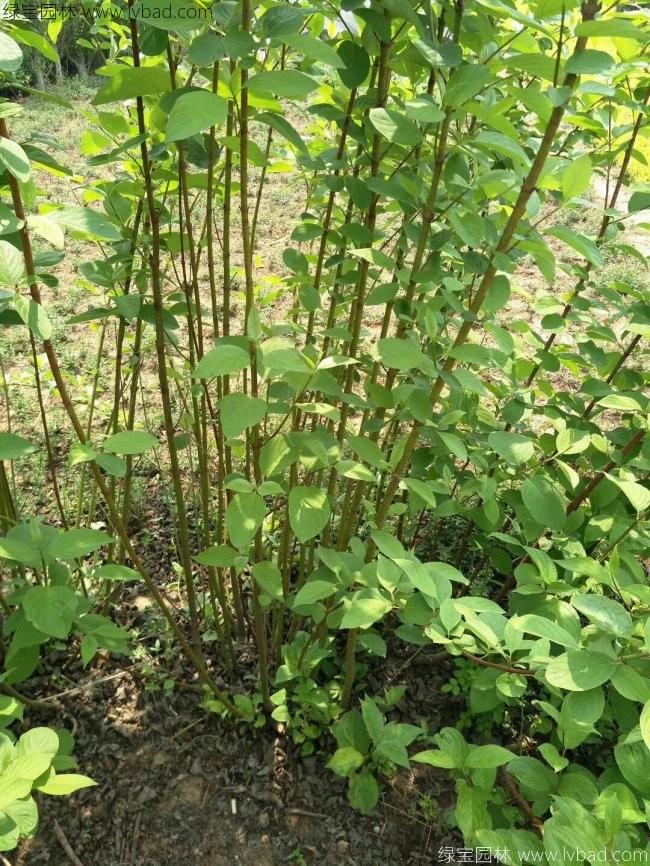红瑞木