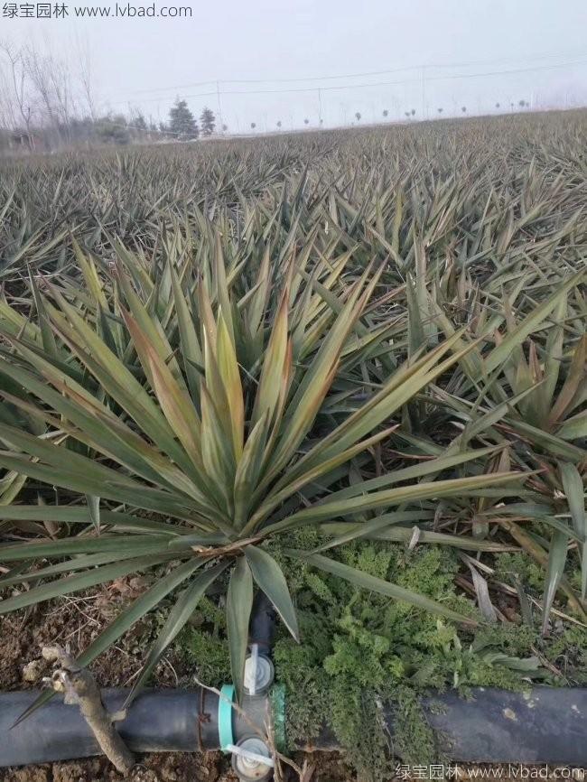 丝兰