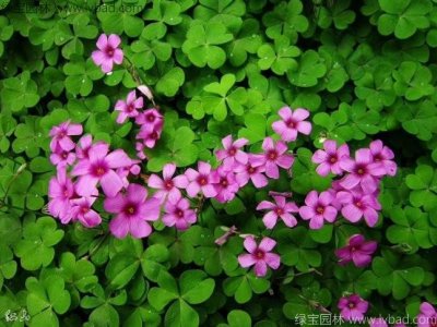红花酢酱草