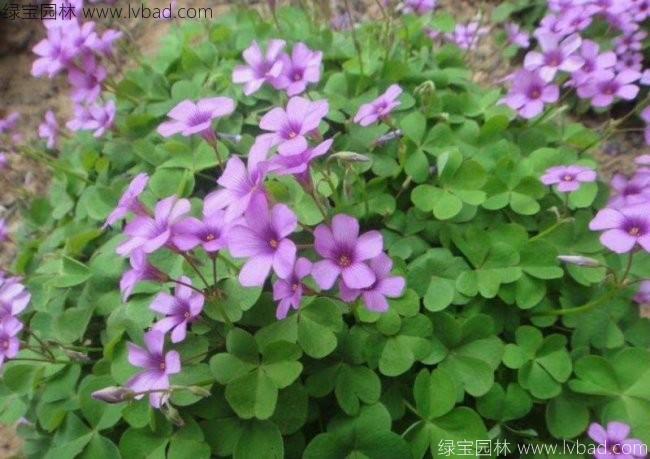 <a href='https://www.lvbad.com/caobenzhiwu/3413.html' target='_blank'>红花酢酱草</a>