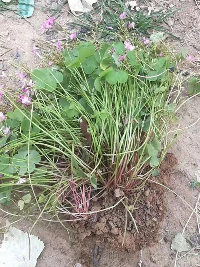 红花酢酱草