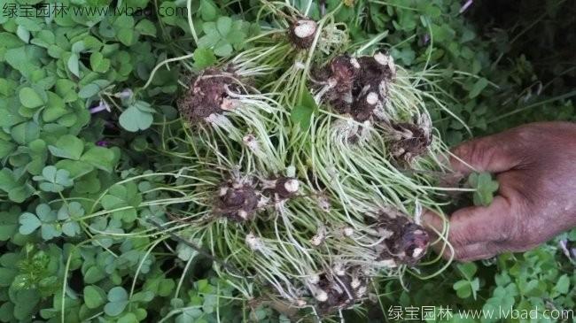 红花酢酱草