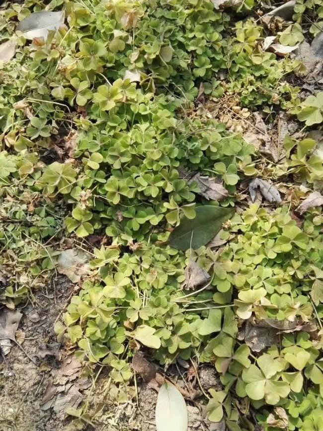 红花酢酱草